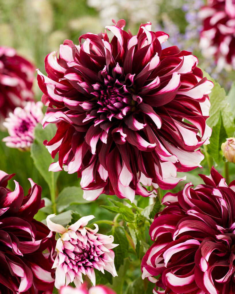 Dahlia Dekorativ Tartan 1-pack